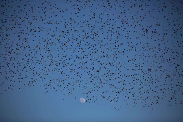 La danza de los estorninos (FOTOS)