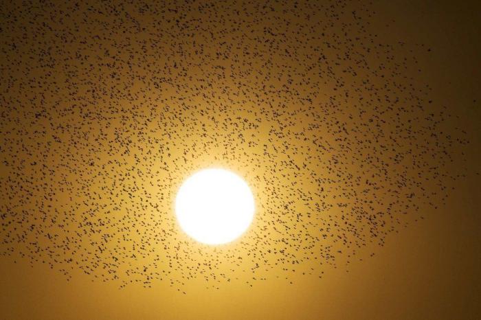 La danza de los estorninos (FOTOS)