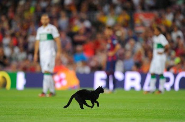 El gato negro que paralizó el Barça-Elche (VÍDEO, FOTOS)