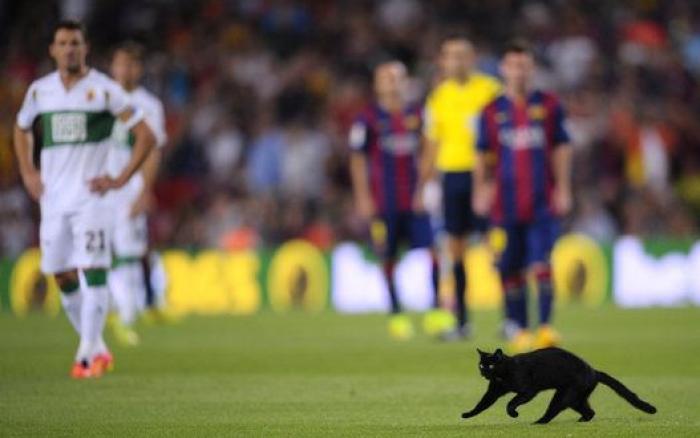 El gato negro que paralizó el Barça-Elche (VÍDEO, FOTOS)