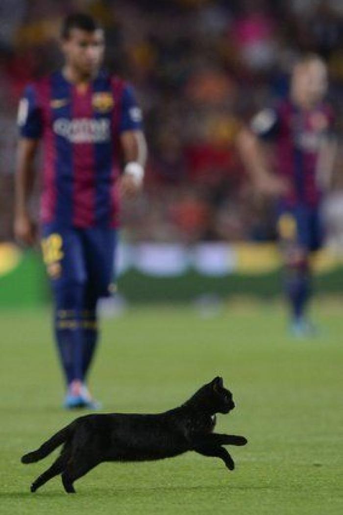 El gato negro que paralizó el Barça-Elche (VÍDEO, FOTOS)