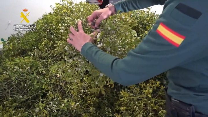 Un agente del instituto armado, comprobando el muérdago aprehendido en Zaragoza.