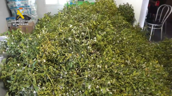 Vista del muérdago requisado al no contar con autorización para su recolección.