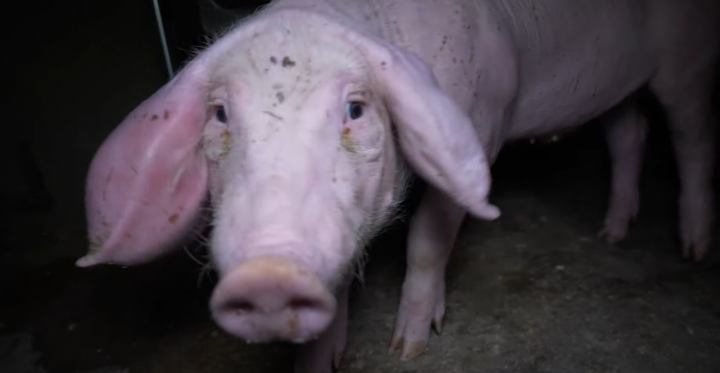 Fotograma del vídeo desvelado por el Observatorio de Bienestar Animal, en el que se ve a un cerdo en malas condiciones.