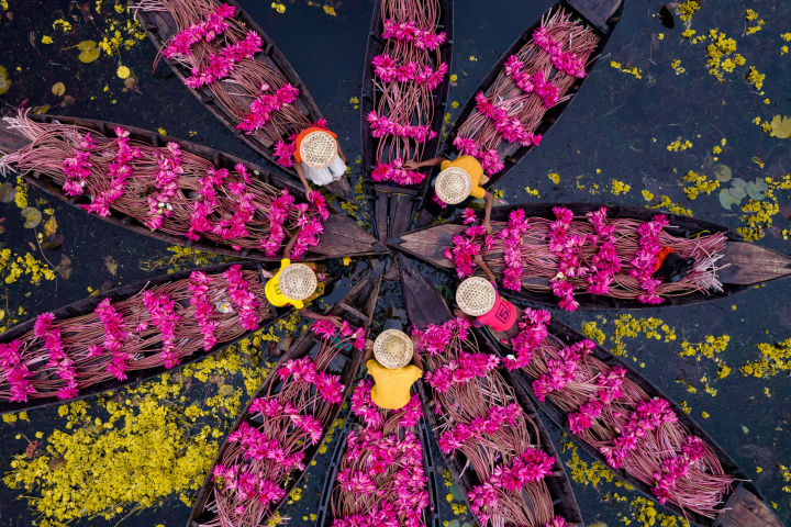 alt="alt="Agricultores flotando en un canal recolectando nenúfares en Satla Union, Barishal, en Bangladesh.""