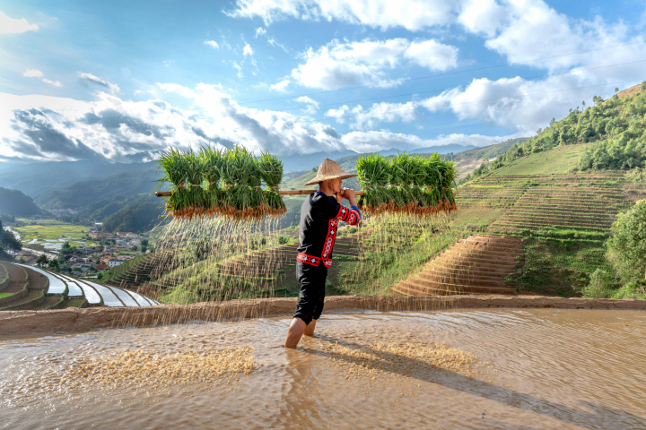 alt="alt="Un joven de etnia H'Mong que lleva brotes de arroz jazmín para cultivarlos en campos de arroz en Mu Cang Chai, provincia de Yen Bai, Vietnam.""