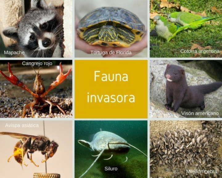 La fauna invasora en España