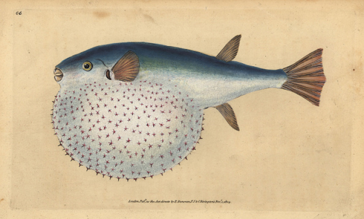 Ilustración de Edward Donovan para el Museo de Historial Natural Británico de Peces, sobre Lagocephalus lagocephalus, pez globo.