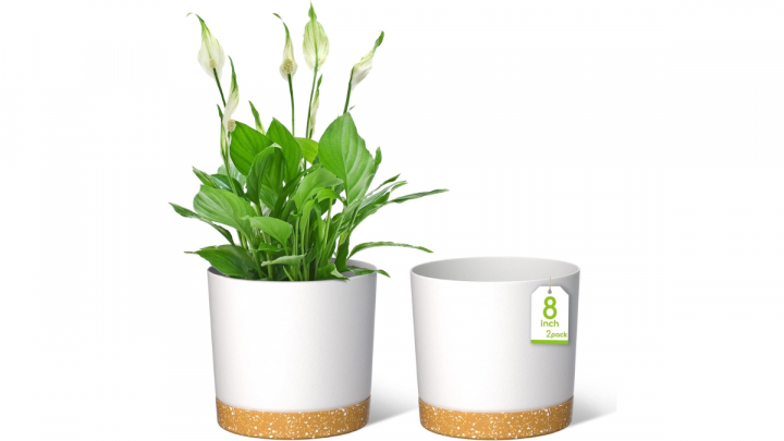 Consejos para cuidar las plantas en casa