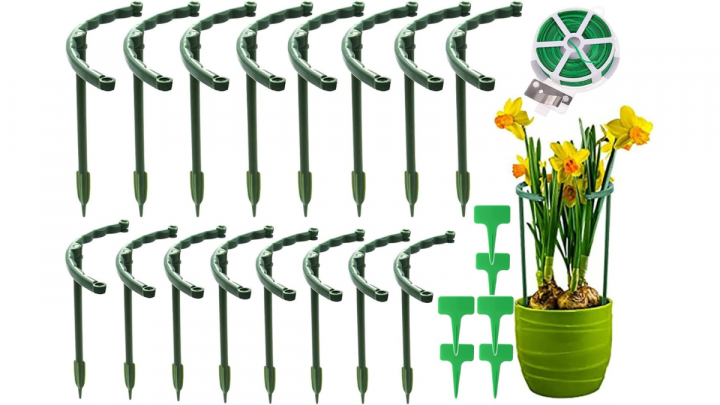 Cuáles son los cuidados de las plantas de interior