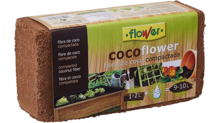 Cómo cuidar las plantas de la casa