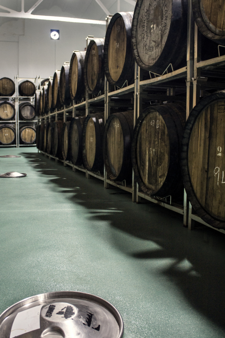 ‘61’ Dorado en Rama