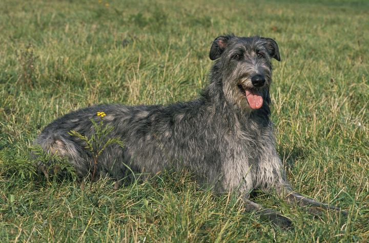 Perro de la raza lebrel escocés.