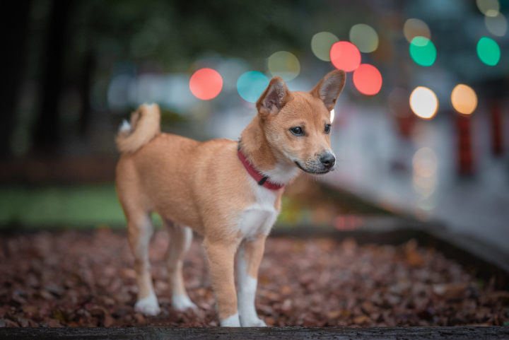 Basenji.