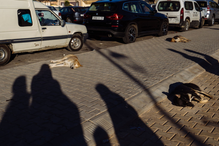 Un par de perros callejeros tumbados en Fez (Marruecos).