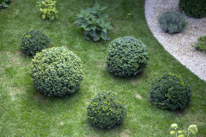 Imagen de archivo de ejemplares de arbustos de boj común ('Buxus sempervirens') en un jardín.