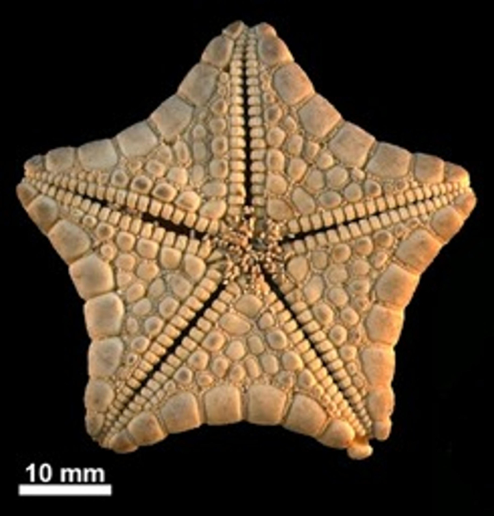 Descubierto el excepcional fósil de una estrella de mar en el Parque Nacional de Ordesa