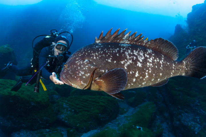 Un buceador avista un mero gigante en las islas Azores, en Portugal.