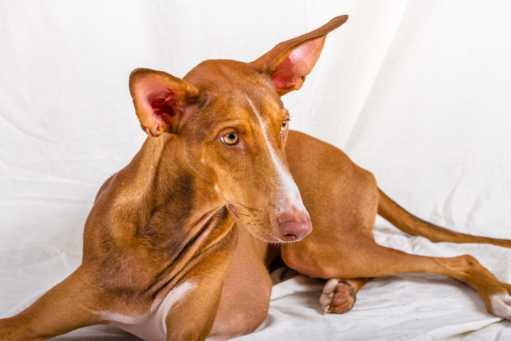 Podenco canario