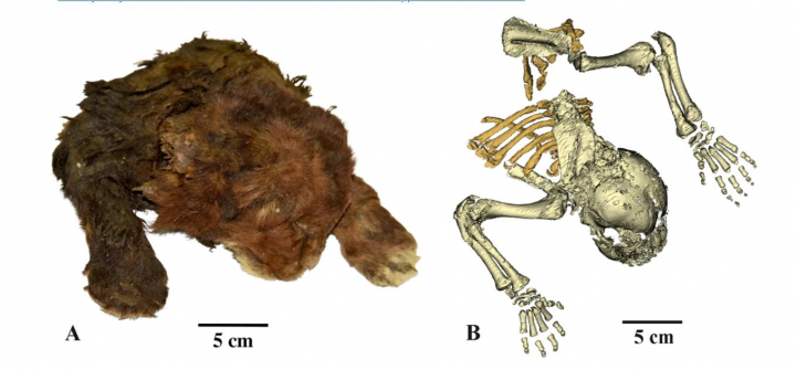 Imagen de la momia de cachorro de tigre dientes de sable hallada en la tundra siberiana de Badyarikhskoe (República de Yakutia, Federación de Rusia) en 2022, la mejor conservada del mundo.