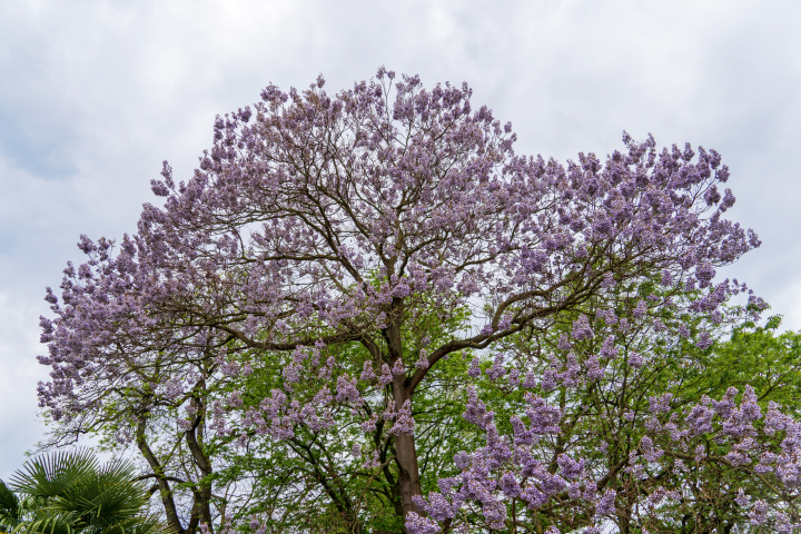 Paulownia.