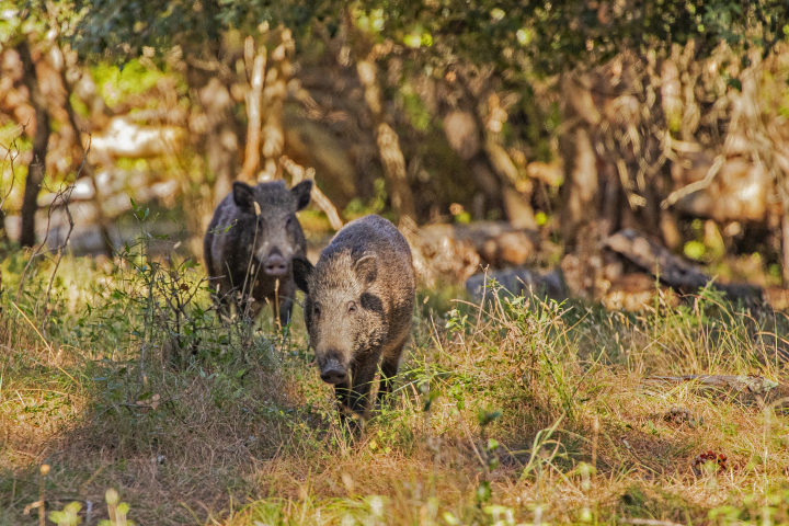 Dos jabalíes pasean por campos italianos.