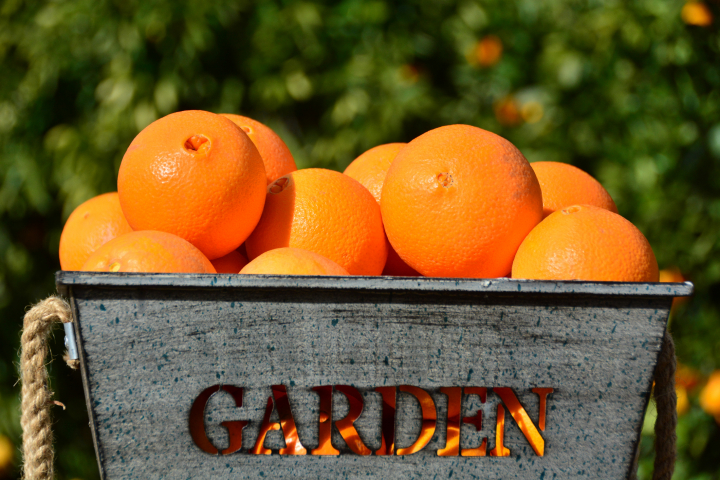 Imagen de archivo de unas naranjas.