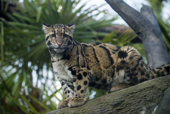 Imagen de archivo de un ejemplar de pantera nebulosa o leopardo longibando ('Neofelis nebulosa').