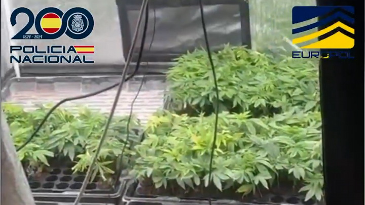 El cultivo de marihuana se realizaba bajo tierra.