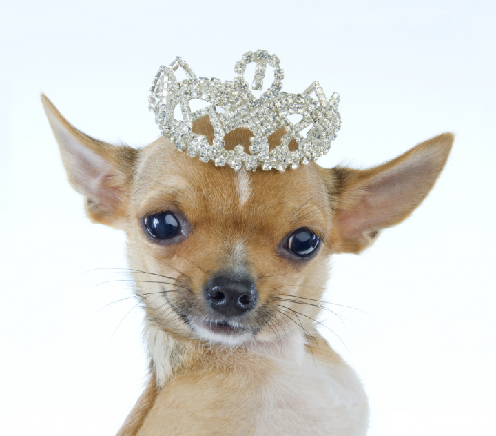 El chihuahua es el rey de la longevidad canina.