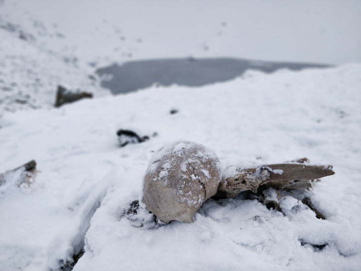 Restos humanos en la laguna glaciar de Roopkund, en el Himalaya indio.