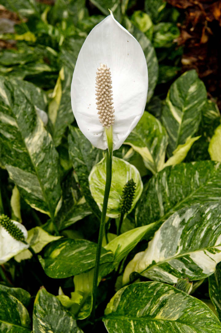 Flor del lirio de la paz, conocido también como espatifilo o cuna de Moisés.