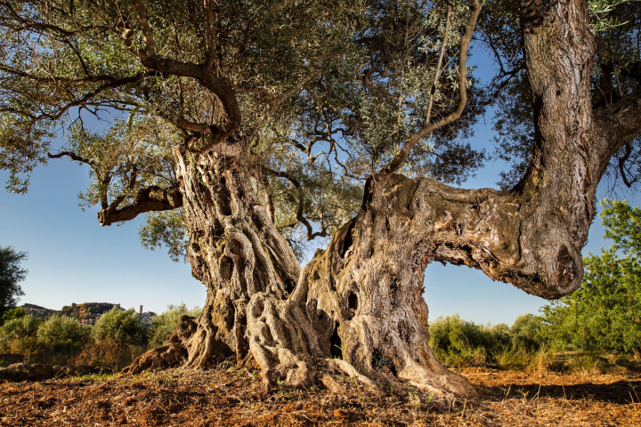 Olivo de Sant Jordi, galardonado con el premio al Mejor Olivo Monumental de España 2025, en la comarca del Baix Maestrat de Castellón (Comunidad Valenciana).