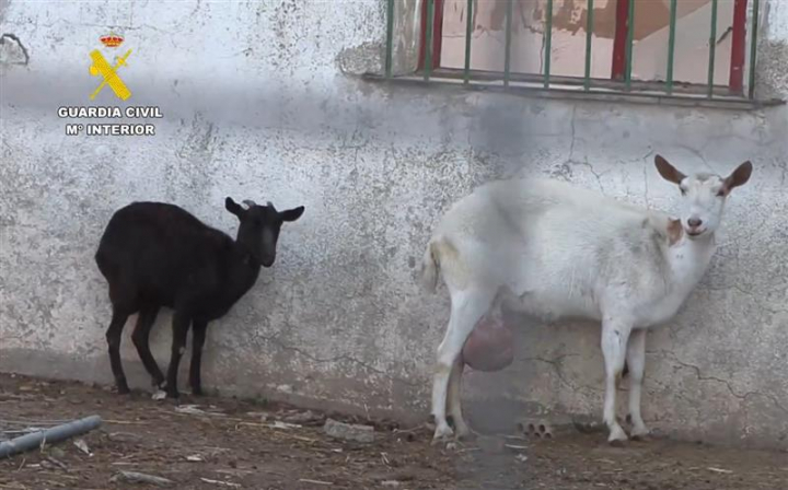 Algunos de los animales hallados durante las intervenciones del Seprona presentaban malformaciones.