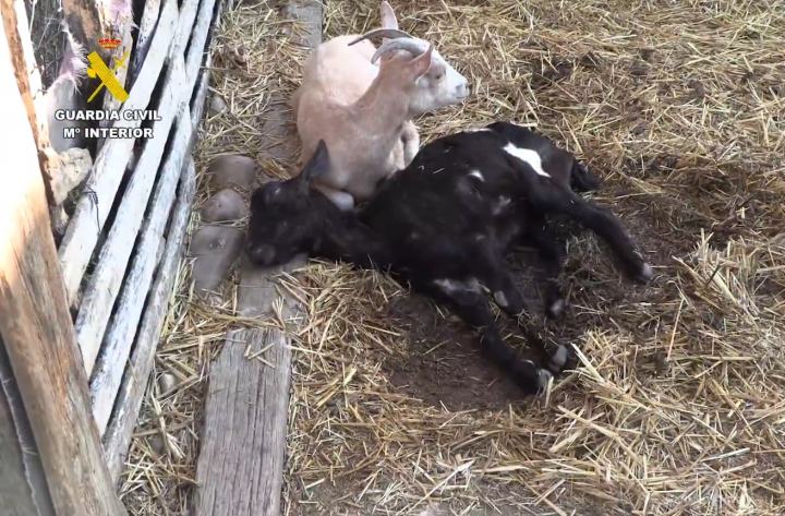 Dos de los animales que fueron hallados en los registros del SEPRONA.