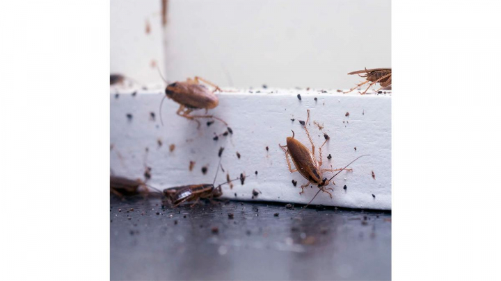 Insecticida sobre fondo blanco.