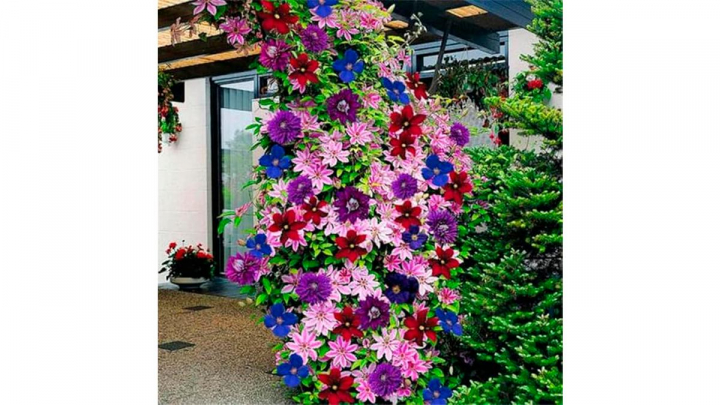 Planta sobre fondo blanco