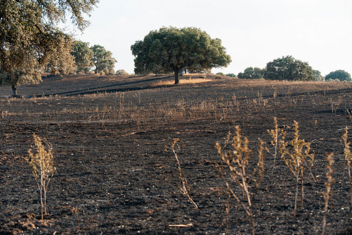 Una encina en medio del paisaje devastado por el fuego en Tres Cantos (Madrid).