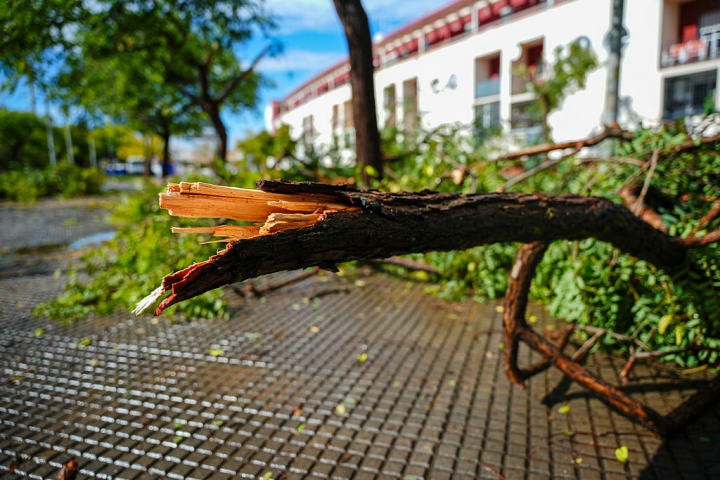 Árbol partido en Isla Cristina