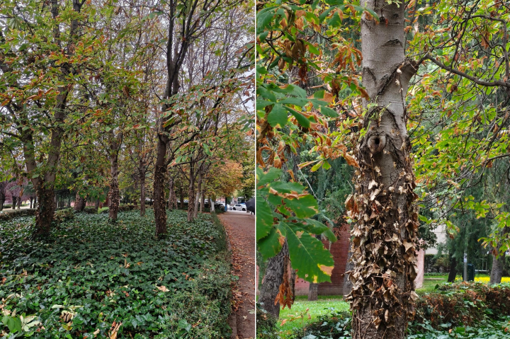 Dos fotografías hechas en exteriores con el OnePlus 15. La de la izquierda con el zoom 1x y la de la derecha con el zoom 7x.