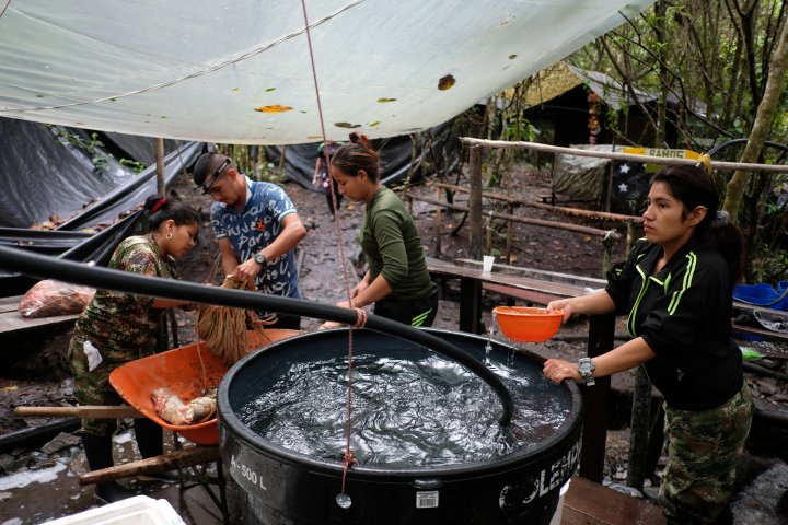 VEREDA LA ELVIRA, COLOMBIA - 17 DE ENERO DE 2017: Guerrilleros de las FARC limpian los restos de una vaca sacrificada previamente para su consumo dentro de un campamento de desmovilización el 17 de enero de 2017 en Vereda La Elvira, Colombia.