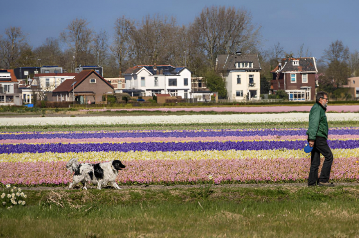 alt="alt="Una mujer paseando a su perro en un campo de flores, en Ámsterdam""