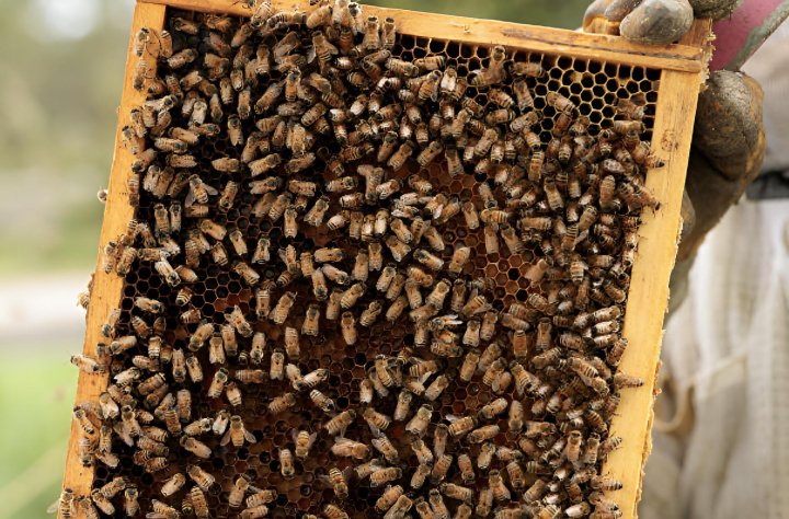 Decenas de abejas apiñadas en un marco de colmena produciendo miel