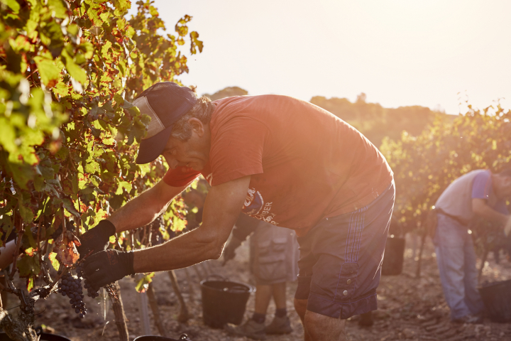 Un agricultor recogiendo fruta, en una imagen de archivo