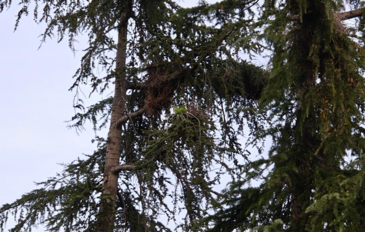 Fotografiando a dos pájaros en un árbol con la fotografía, sin IA, del realme GT 8 Pro.