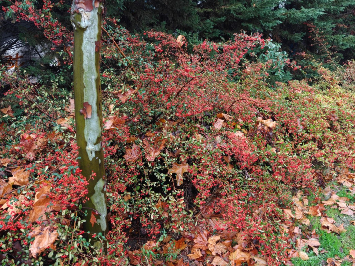 Fotografía capturada con el OnePlus 15R.