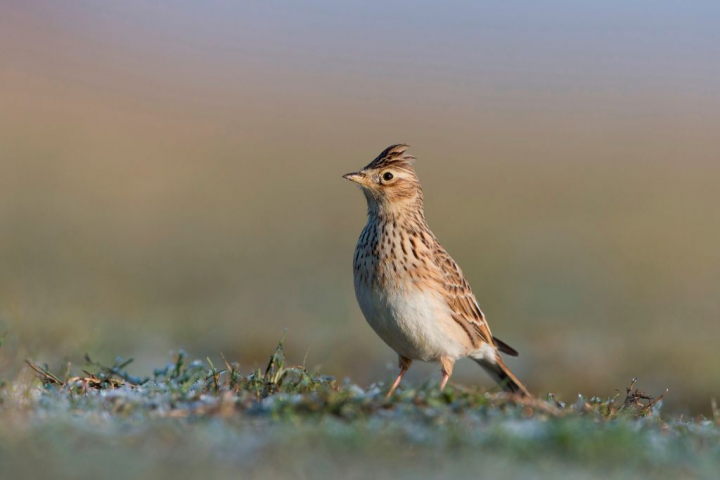 Ejemplar de alondra común (Alauda arvensis).