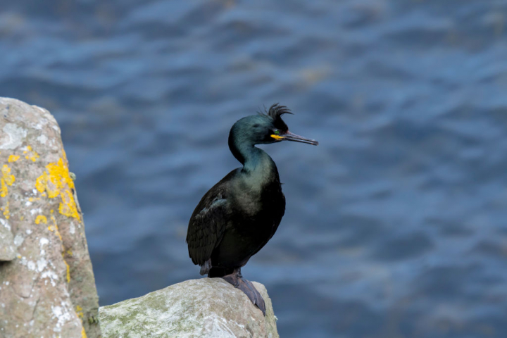 Un cormorán moñudo ('Phalacrocorax aristotelis').