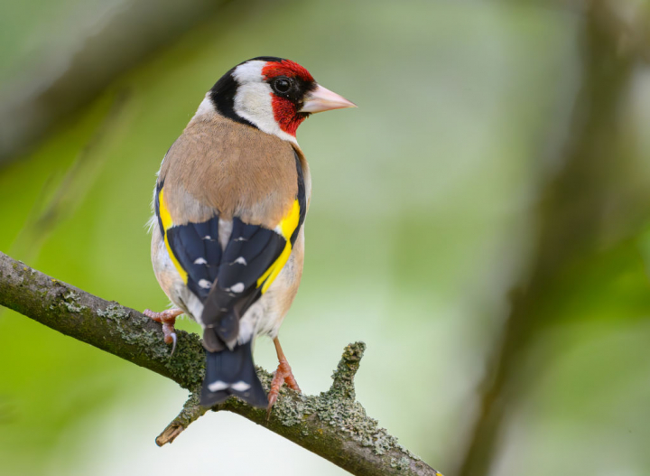 Un ejemplar de jilguero europeo (Carduelis carduelis).