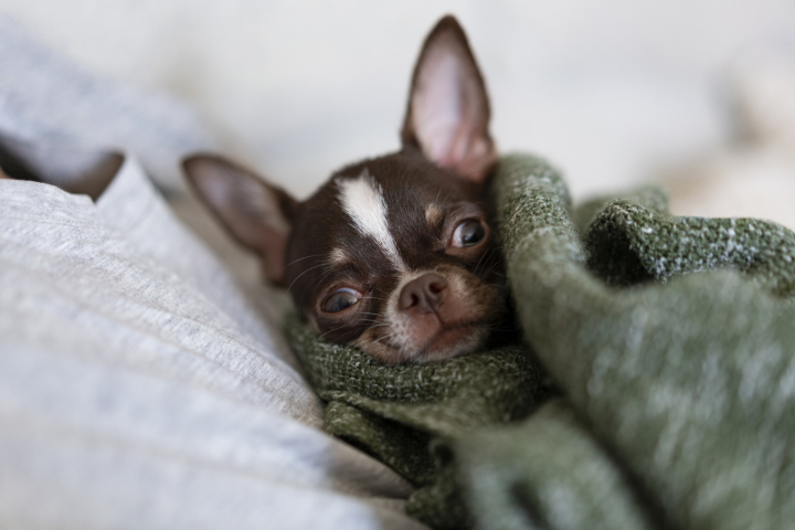 Chihuahua envuelto en una manta en el frío
